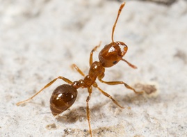 Ants Control Service Philadelphia