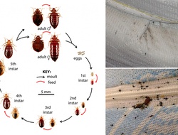 Bed Bugs Control